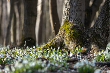 Fototapeta premium Snowdrops blooming at the base of mossy trees in forest