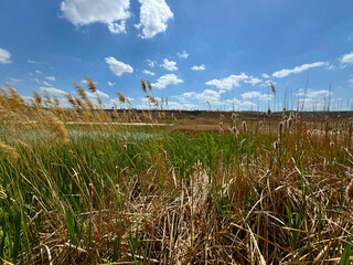 eaves and flowers of Phragmites Australis and Typha Orientalis on the lake shore move with the...