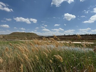 eaves and flowers of Phragmites Australis and Typha Orientalis on the lake shore move with the...