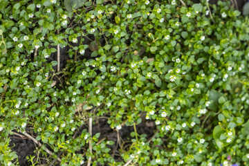 Chickweed blooming in the spring garden covering the ground