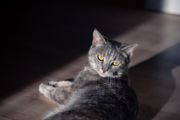 portrait of a cat on sun rays
