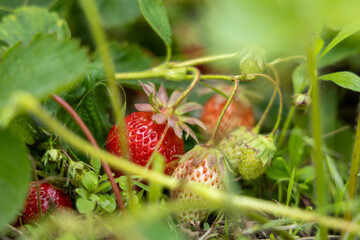 Ripe and unripe strawberries growing in a field