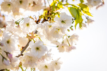 White cherry tree flowers blooming in spring
