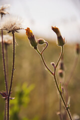 In a warm meadow, delicate wildflowers stretch towards the sun, showcasing vibrant yellow blooms and soft white dandelion seeds, surrounded by a blurred green backdrop