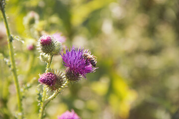A bee gathers nectar from striking purple thistle flowers. Sunlight illuminates a lush meadow, highlighting the beauty of nature in late summer