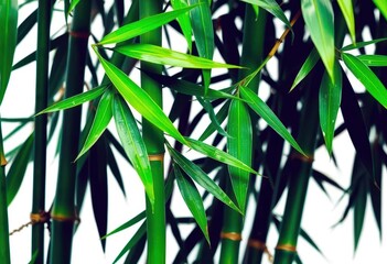 Vibrant green bamboo leaves, sharp detail, pure white backdrop,  eco,  detail