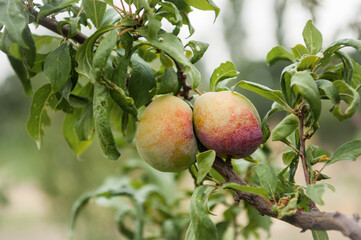 Orchard Fruit