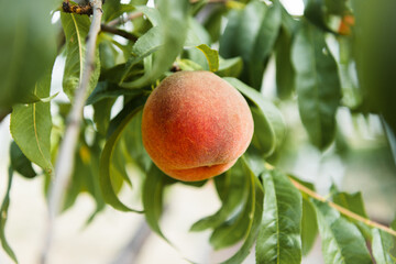 Orchard Peach