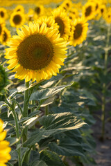 Sunflower blooming in a field of sunflowers during summer