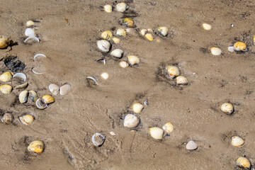 conchinhas na areia da praia 