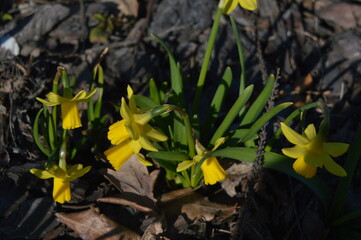yellow spring flowers