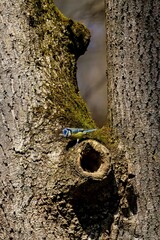 Blaumeise auf einer Baumhöhle