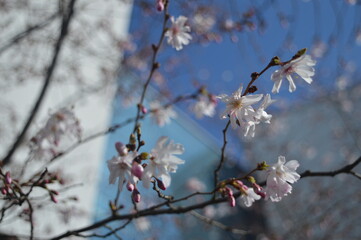 cherry tree blossom