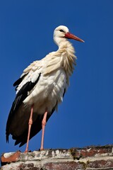 Storch an einem sonnigen Tag