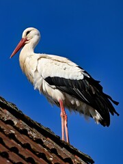 Klapperstorch auf dem Dach