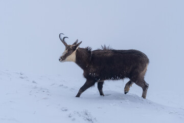 Chamois Walking Through Snowy Landscape