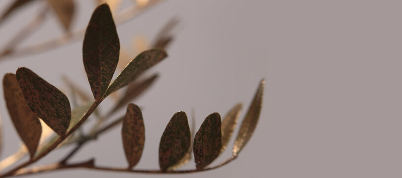 Smoke Close-up Selective soft focus gold, broze green leaf twig. Natural abstract light, shadow background.