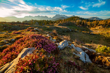 Heather flowers blooming at sunset, Velika Planina, Kamnic, Slovenia, Easter sunny landscape