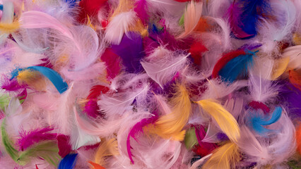 Colorful feather background, top view.