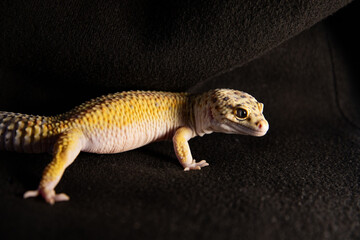 predatory look of eublephar gecko, macro photo close up of the animal