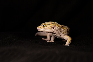 spotted eublephar on dark background,Macro photo next to animal place for text