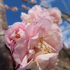 日本で早春に梅がピンク色の花を咲かせています