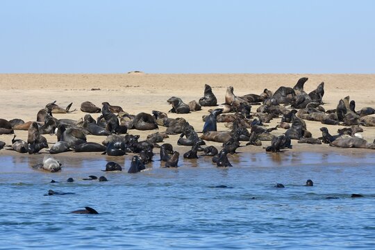 Seerobben Kolonie in der Bucht von Walvisbay am Pelican Point