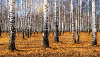 Selbstklebende Fototapeten birch grove in the fall birch forest texture background landscape of a winter birch forest © Vance