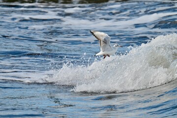 Mewa na falach
