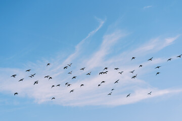 Flock of birds soars against the background of white clouds in the blue sky