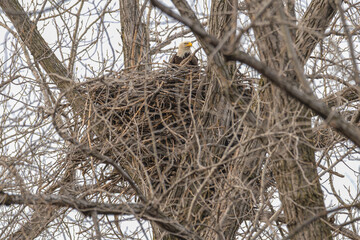 Adult bald eagle sits in a large bird's nest.