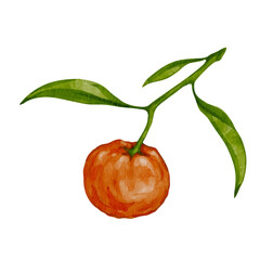 Juicy, ripe citrus fruit of mandarin. Vector graphics.