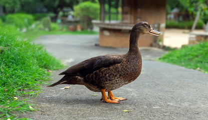 Wild duck on park walkway on sunny day. Brown waterfowl taking a stroll on garden path