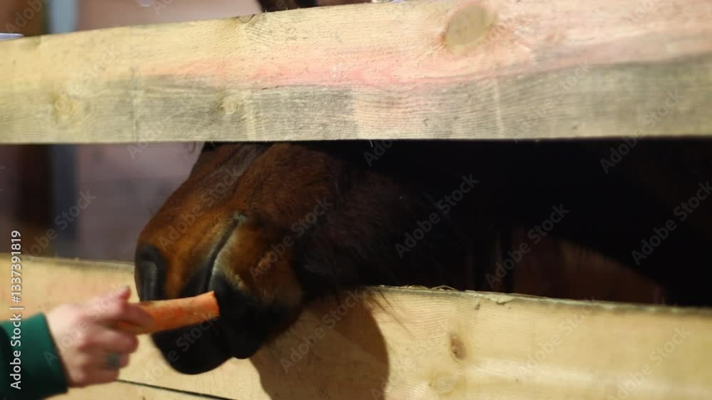 Poster a close-up view of a horse's nose peeking through a fence.