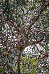 A peaceful spot along the Great Ocean Road showcases lush eucalyptus trees, perfect for koala sightings in Victoria, Australia.