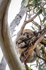 Relaxed koala resting in eucalyptus trees highlights the serene nature of Cape Otway in Victoria. A perfect travel destination for wildlife lovers.