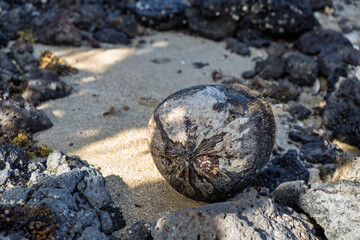 Weathered coconut on volcanic beach.Tropical coconut among black lava rocks.