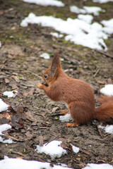 squirrel on a tree