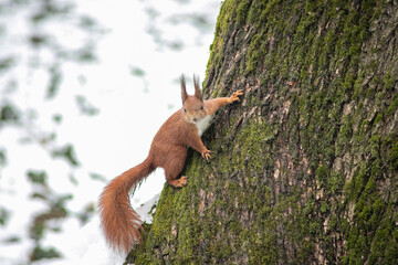 squirrel on a tree