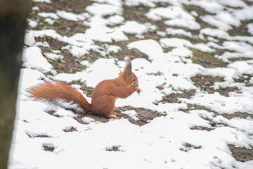 squirrel on the snow