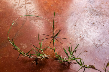 Cynodon Dactylon Grass with Blossom