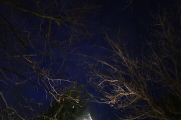 night sky and tree