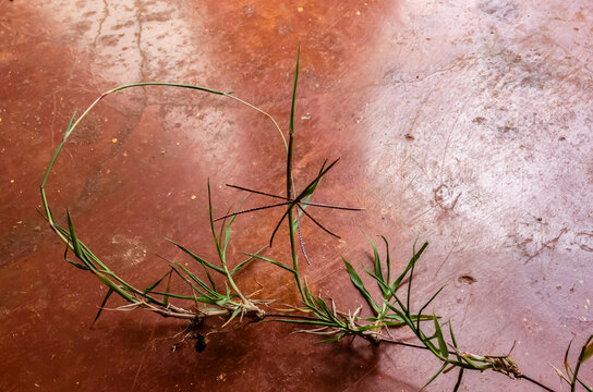 Cynodon Dactylon Grass with Blossom