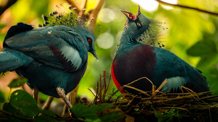 Colorful Birds Singing