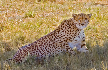 Portrait of Cheetah in natural habitat