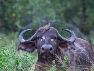 Closeup of African water buffalo with Oxpecker sitting on head, South Africa