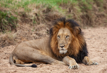 Lion portrait South Africa
