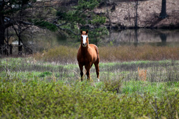 Horse standing on a field at farm