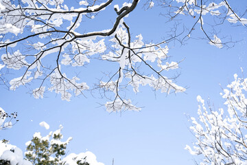積雪した木々