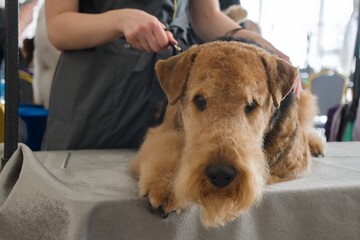 A red dog of the Airedale Terrier breed lies on the groomer's table, waiting for the decision of the jury of the grooming competition.